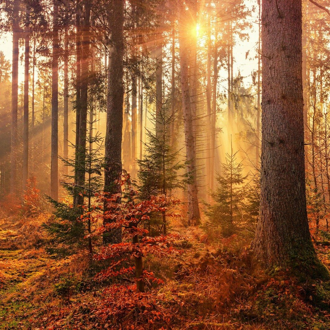 forest heat by sunbeam